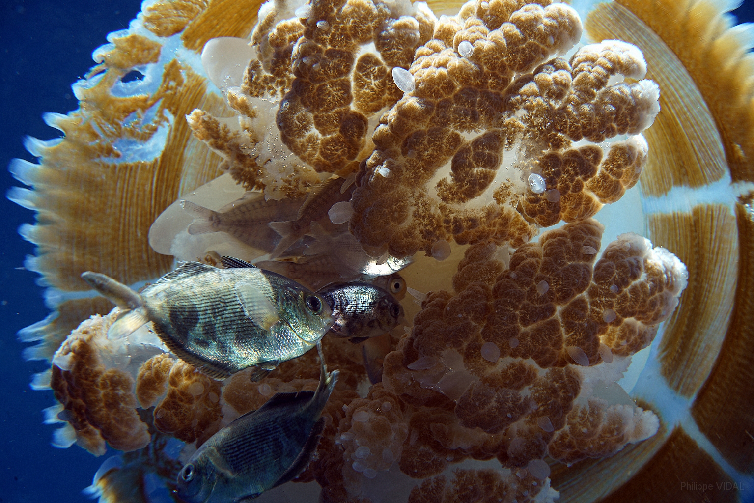 Banda Sea 2018 - DSC06427_rc - Medusa.jpg